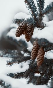 Preview wallpaper branch, cones, snow, needles, plant, macro