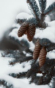 Preview wallpaper branch, cones, snow, needles, plant, macro