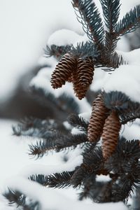 Preview wallpaper branch, cones, snow, needles, plant, macro