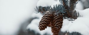 Preview wallpaper branch, cones, snow, needles, plant, macro