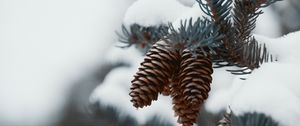 Preview wallpaper branch, cones, snow, needles, plant, macro