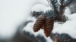 Preview wallpaper branch, cones, snow, needles, plant, macro