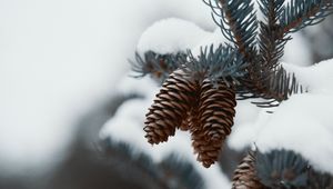 Preview wallpaper branch, cones, snow, needles, plant, macro