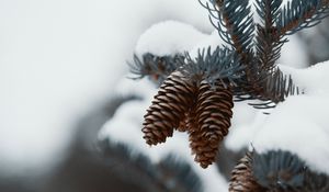Preview wallpaper branch, cones, snow, needles, plant, macro