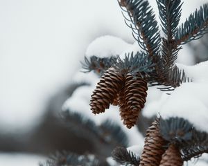 Preview wallpaper branch, cones, snow, needles, plant, macro