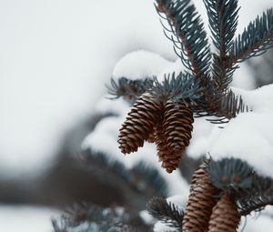 Preview wallpaper branch, cones, snow, needles, plant, macro