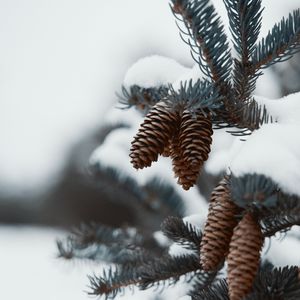 Preview wallpaper branch, cones, snow, needles, plant, macro