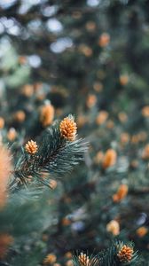 Preview wallpaper branch, cones, spruce, needles, macro