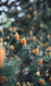 Preview wallpaper branch, cones, spruce, needles, macro