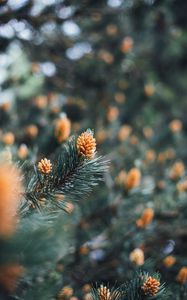 Preview wallpaper branch, cones, spruce, needles, macro