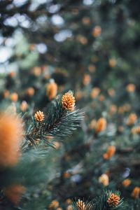 Preview wallpaper branch, cones, spruce, needles, macro