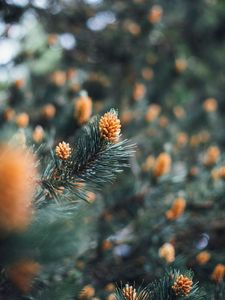 Preview wallpaper branch, cones, spruce, needles, macro