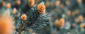 Preview wallpaper branch, cones, spruce, needles, macro