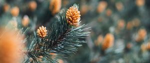 Preview wallpaper branch, cones, spruce, needles, macro