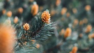 Preview wallpaper branch, cones, spruce, needles, macro