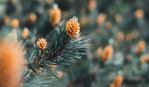 Preview wallpaper branch, cones, spruce, needles, macro