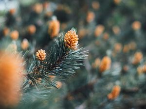 Preview wallpaper branch, cones, spruce, needles, macro
