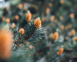 Preview wallpaper branch, cones, spruce, needles, macro