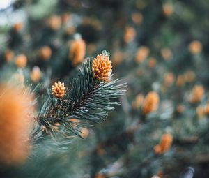 Preview wallpaper branch, cones, spruce, needles, macro