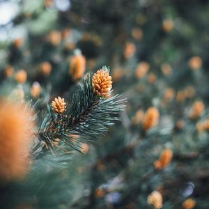 Preview wallpaper branch, cones, spruce, needles, macro