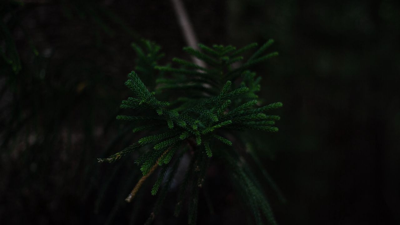 Wallpaper branch, dark, green, plant, tree