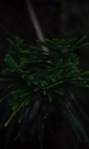 Preview wallpaper branch, dark, green, plant, tree