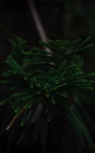 Preview wallpaper branch, dark, green, plant, tree