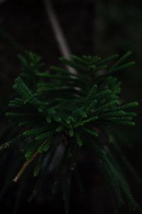 Preview wallpaper branch, dark, green, plant, tree