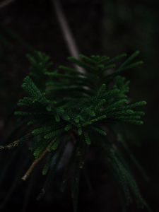 Preview wallpaper branch, dark, green, plant, tree