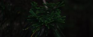 Preview wallpaper branch, dark, green, plant, tree