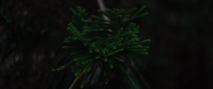 Preview wallpaper branch, dark, green, plant, tree