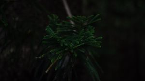 Preview wallpaper branch, dark, green, plant, tree