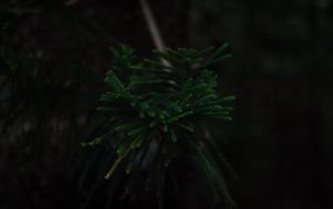 Preview wallpaper branch, dark, green, plant, tree