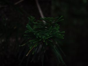 Preview wallpaper branch, dark, green, plant, tree