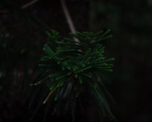 Preview wallpaper branch, dark, green, plant, tree