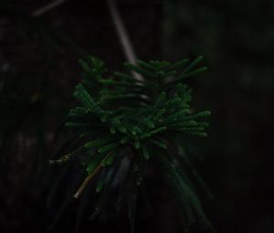 Preview wallpaper branch, dark, green, plant, tree