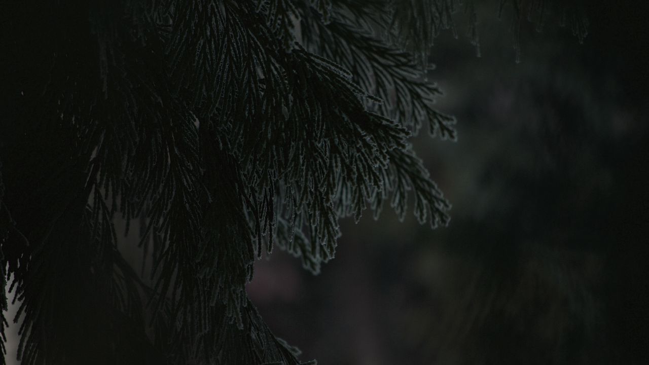 Wallpaper branch, dark, needles, plant