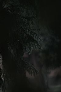 Preview wallpaper branch, dark, needles, plant