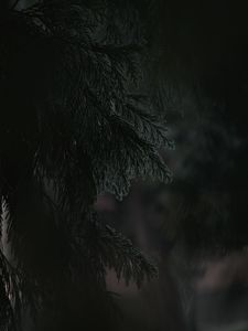 Preview wallpaper branch, dark, needles, plant