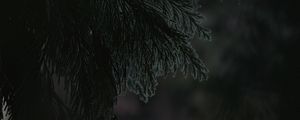 Preview wallpaper branch, dark, needles, plant