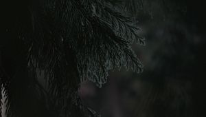 Preview wallpaper branch, dark, needles, plant