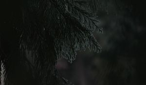 Preview wallpaper branch, dark, needles, plant
