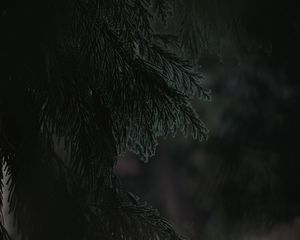 Preview wallpaper branch, dark, needles, plant