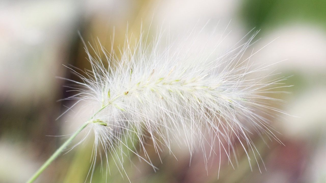 Wallpaper branch, down, hairs