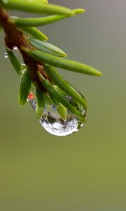Preview wallpaper branch, drop, dew, macro, green, background