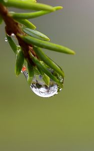 Preview wallpaper branch, drop, dew, macro, green, background