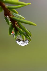 Preview wallpaper branch, drop, dew, macro, green, background