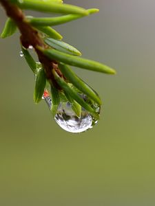 Preview wallpaper branch, drop, dew, macro, green, background