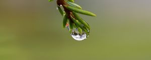Preview wallpaper branch, drop, dew, macro, green, background