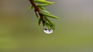Preview wallpaper branch, drop, dew, macro, green, background